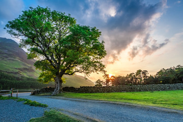 Wonderful field with big tree in District Lake, United Kingdom