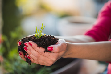 Plant in the hand