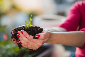 Plant in the hand
