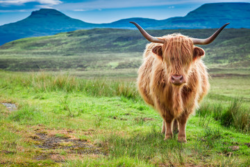 Brown highland cow in Isle of Skye in Scotland - obrazy, fototapety, plakaty