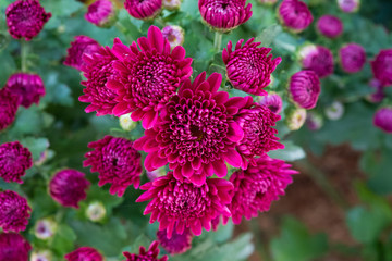 Beautiful Composite Pink flower