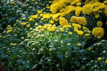 Beautiful Compositae flower