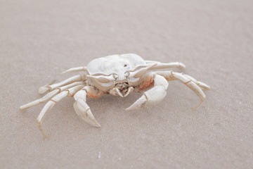 Dried Death Crab Skeleton, Front View, on the White Beach Sand, Hua Hin, Thailand