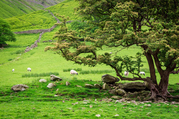 Fototapeta premium Grazing flock of sheeps near big tree, UK