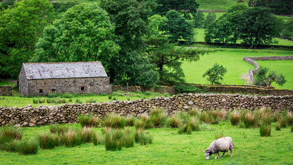 Naklejka premium Old rocky home and sheep on green pasture, UK