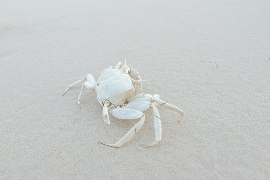 Dried Death Crab Skeleton, Front View, on the White Beach Sand, Hua Hin, Thailand