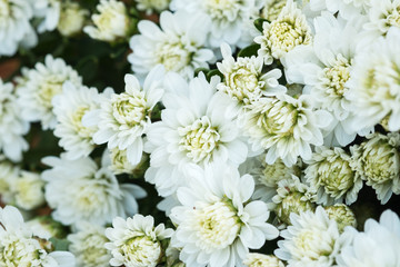 Beautiful Composite white flower