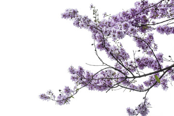 Fototapeta na wymiar purple tree (Lagerstroemia) isolated on white background