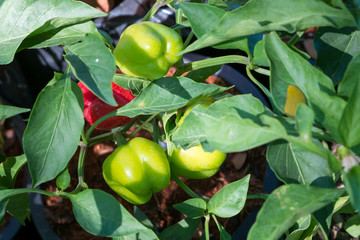 Close-up view of organic chili in the garden