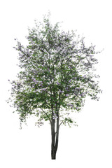 purple tree (Lagerstroemia) isolated on white background