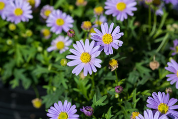 Beautiful flowers in Garden, Thailand.