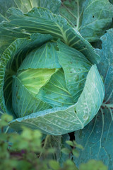 Fototapeta premium Cabbage fields in outdoor farm