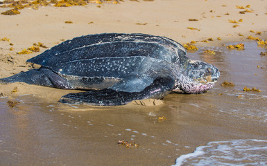 Leatherback Turtle returning to Ocean after laying eggs