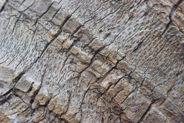 Текстура коры дерева © Sergey