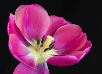Fototapeta na wymiar Tulip In Full Bloom