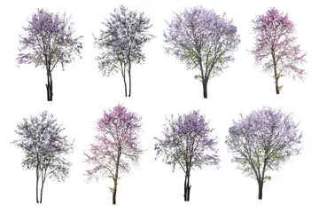 Abwaschbare Fototapete Bäume lila Baum (Lagerstroemia) isoliert auf weißem Hintergrund