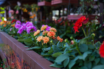 Fototapeta na wymiar Beautiful flowers in Garden, Thailand.