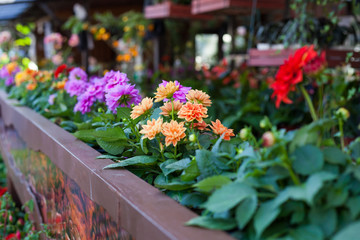 Fototapeta na wymiar Beautiful flowers in Garden, Thailand.