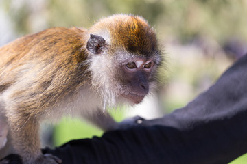 Portrait of a monkey at the zoo