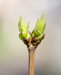 A green bud grows on a tree in the spring
