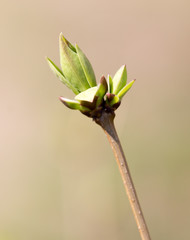 A green bud grows on a tree in the spring