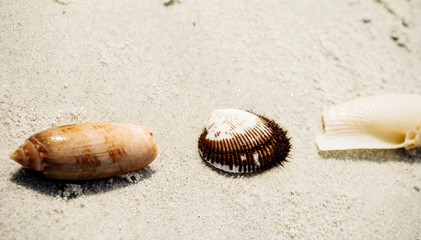 Beautiful seashells on the white sand beach
