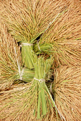 Paddy seeds of rice in Thailand.