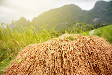 Paddy seeds of rice in Thailand.