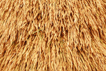 Paddy seeds of rice in Thailand.