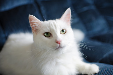 White Cat on a Blue Couch