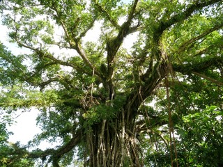 Upper part of Fig tree in Rota jungles, Rota