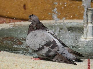 wet pigeon A pigeon takes a refresher with the water splashing from a fountain.