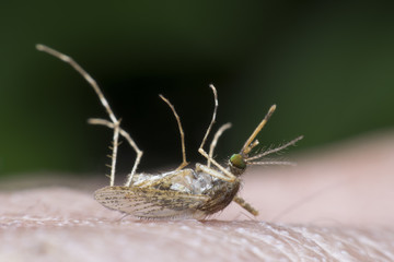 Mosquitoes dead.