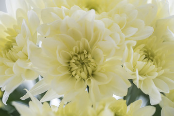 closeup of yellow chrysanthemum