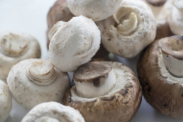 closeup of mushroom