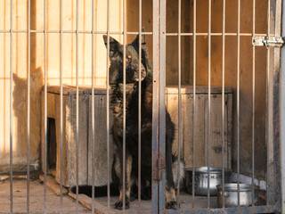 German shepherd dog black sits in a closed cage.
