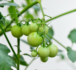 Tomatoes on the tree