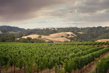 Fototapeta na wymiar panoramic view of grape plantation of Napa valley in summer time