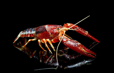 Crayfish Procambarus Clarkii Ghost on black background
