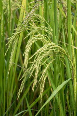 close up of yellow green rice field