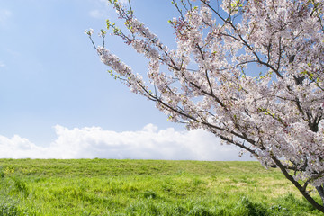 Fototapeta premium 桜の花と土手