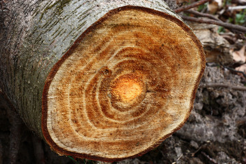 Alder saw cut./The alder trunk is sawn. On a cut of slightly orange color bark and wood rings are visible.