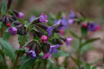 Flowers wild pulmonaria./Small flowers of a wild pulmonaria of pink, blue, dark blue color reveal by turns.