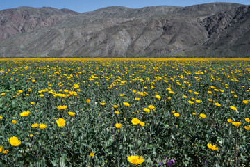 Fototapeta premium Desert Flowers