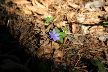 One Blue and Wild Flower in the Forest.


