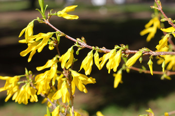 Branches with Yellow Flowers. Spring.
. Spring.