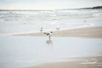 seagulls on the beach
