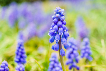 A muscari neglectum flower known as common grape hyacinth