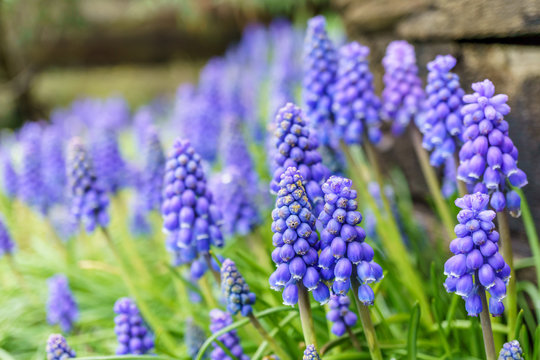 A muscari neglectum flower known as common grape hyacinth
