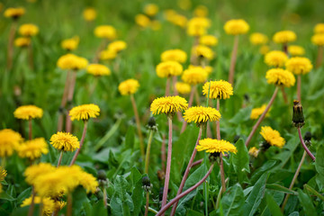 Yellow dandelions in the grass in the forest.